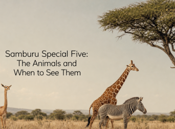 Samburu Special Five: The Animals and When to See Them