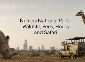Nairobi National Park: Wildlife, Fees, Hours and Safari